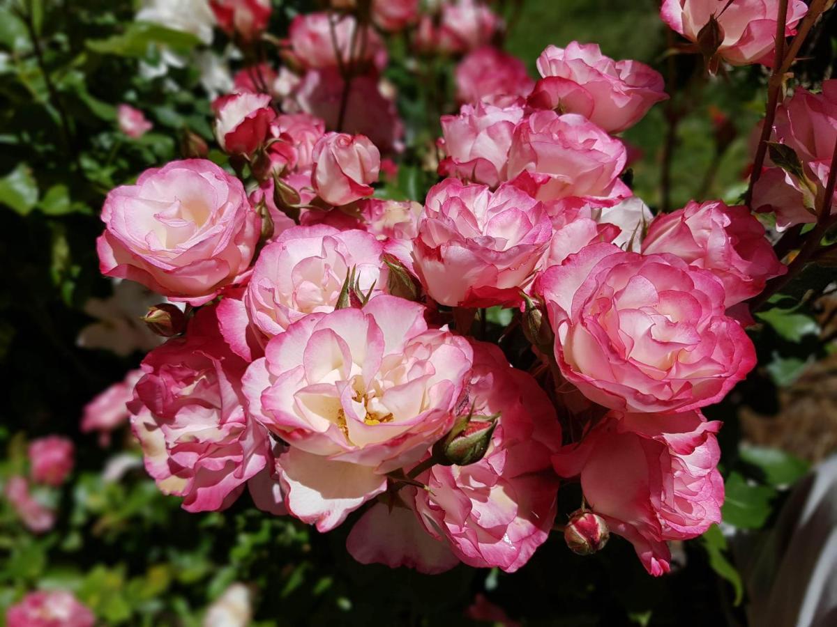 De Las Rosas Bariloche Εξωτερικό φωτογραφία